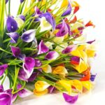 Calla Lillies